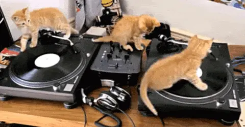 A collection of classic vinyl record albums, headphones, and a turntable layout and cats